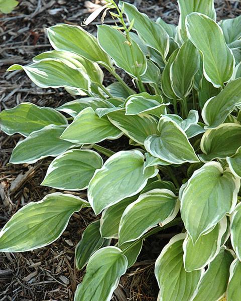 Hosta 'So Sweet' 1 Gallon