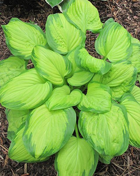 Hosta 'Stained Glass' 1 Gallon