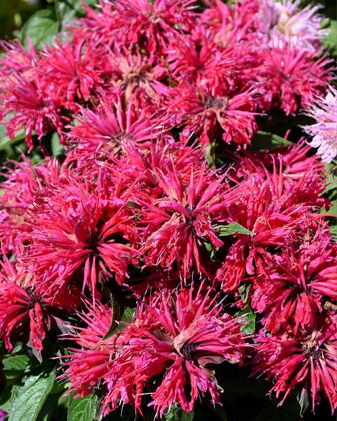 Monarda 'Cherry Pops' 1 Gallon