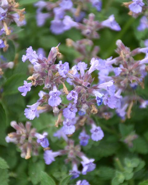 Nepeta 'Kitten Around' 1 Gallon