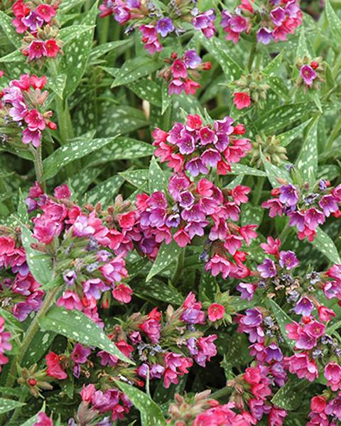 Pulmonaria 'Raspberry Splash' 1 Gallon