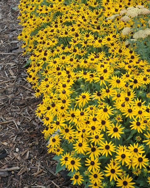 Rudbeckia 'Little Goldstar' 1 Gallon