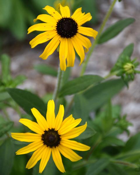 RUDBECKIA AMERICAN GOLD RUSH