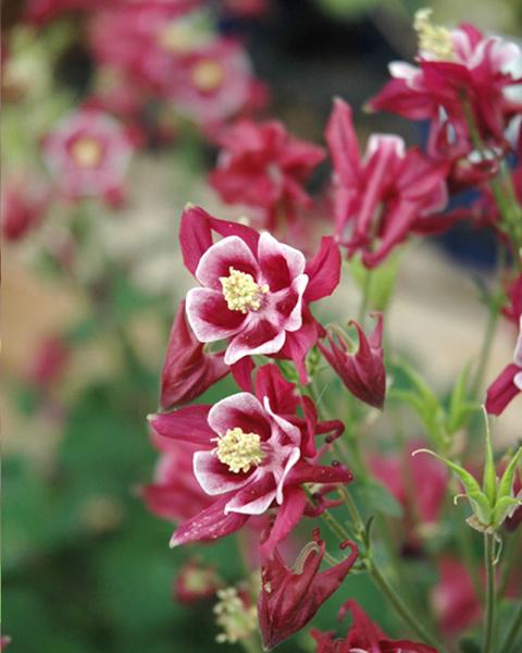 Aquilegia 'Winky Red and White' 1 Gallon