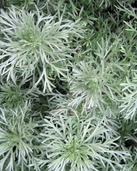 Artemisia 'Silver Mound' 1 Gallon