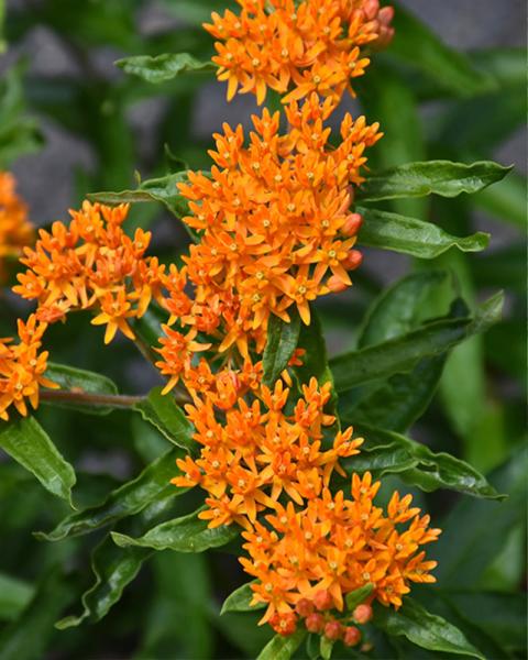 Asclepias tuberosa 1 Gallon