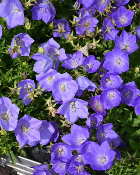 Campanula 'Rapido Blue' 1 Gallon