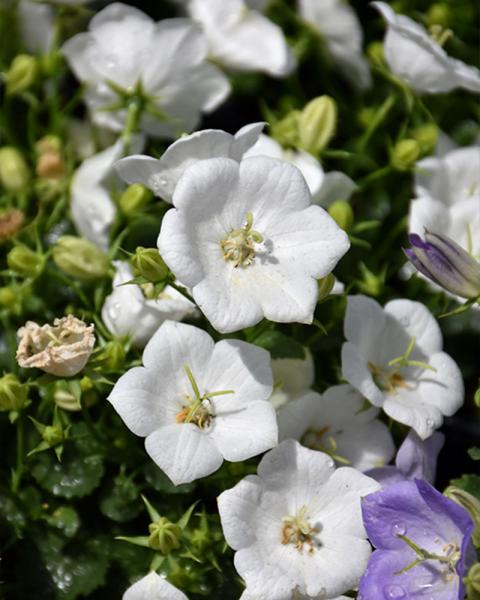 Campanula 'Rapido White' 1 Gallon