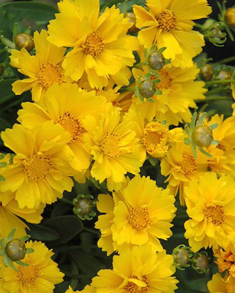 Coreopsis 'Presto' 1 Gallon