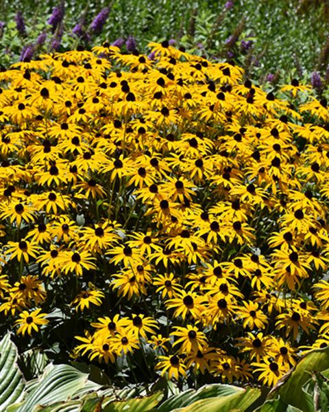 Rudbeckia 'Goldblitz' 1 Gallon