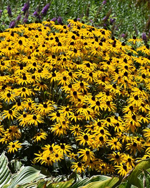 RUDBECKIA GOLDBLITZ