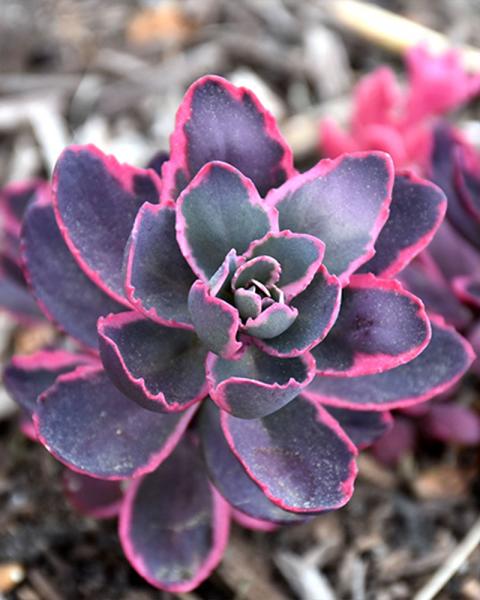 Sedum 'Dream Dazzler' 3 Inch