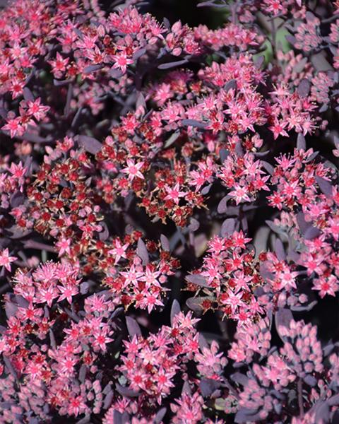Sedum 'Plum Dazzled' 3 Inch