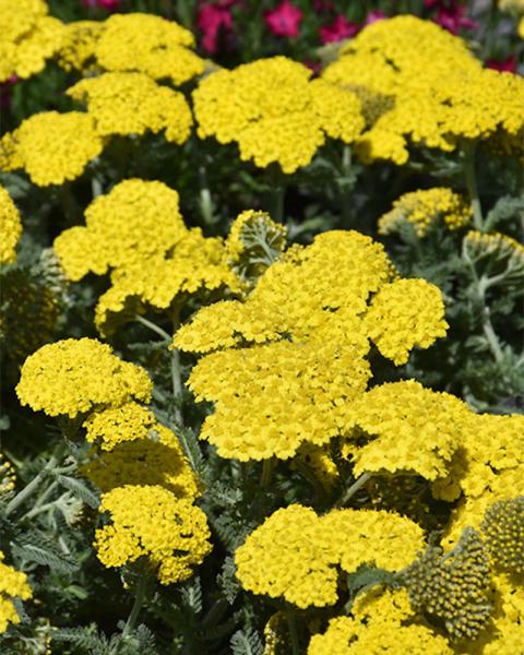 Achillea 'Little Moonshine' 1 Gallon