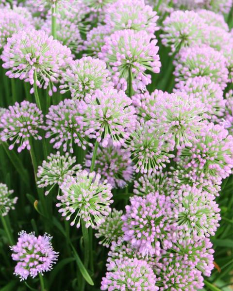 Allium 'Millenium' 1 Gallon