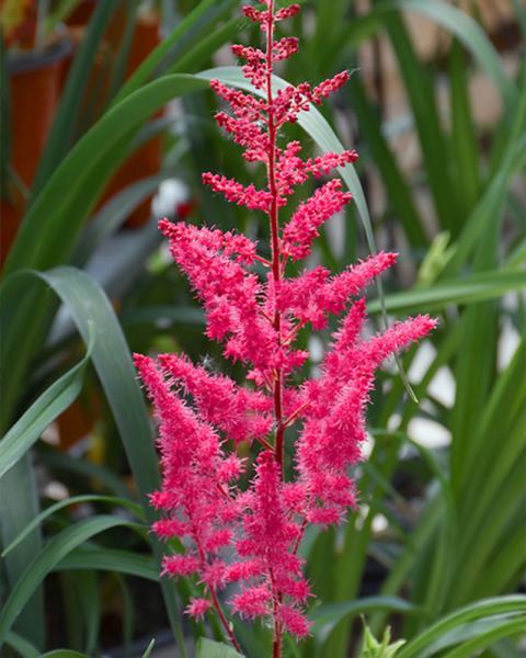 Astilbe 'Mighty Chocolate Cherry' 1 Gallon