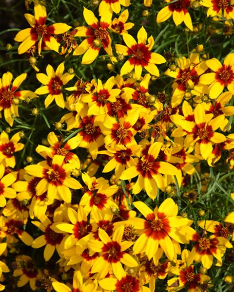 Coreopsis Sizzle And Spice® 'Curry Up' 1 Gallon