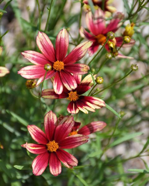 Coreopsis Lil' Bang 'Red Elf' 1 Gallon