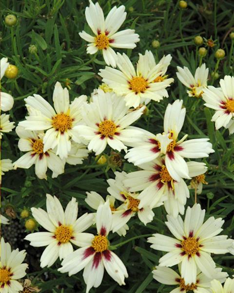 Coreopsis 'Starlight' 1 Gallon