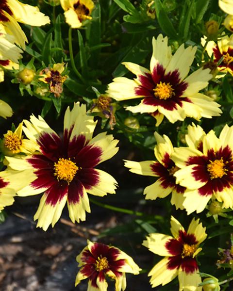 Coreopsis 'Super Star' 1 Gallon