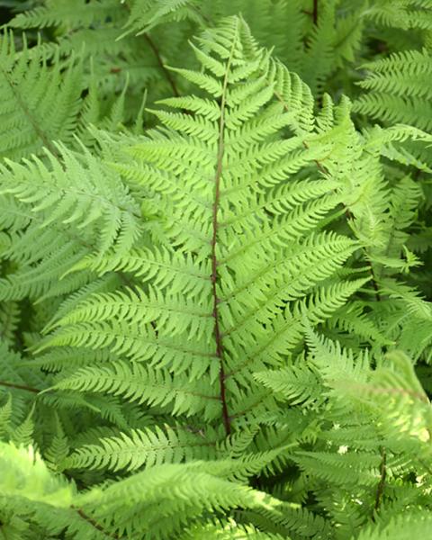 FERN LADY IN RED