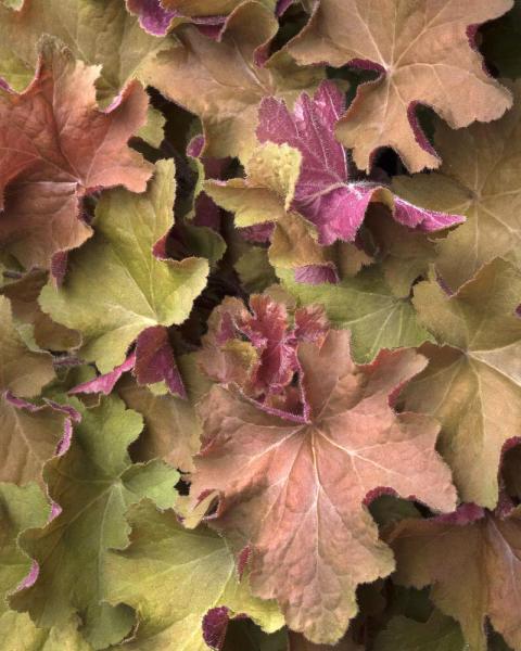 HEUCHERA CARAMEL