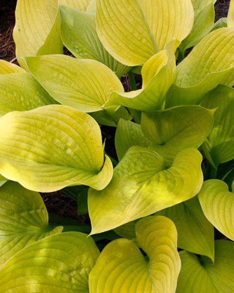 Hosta 'Age of Gold' 1 Gallon
