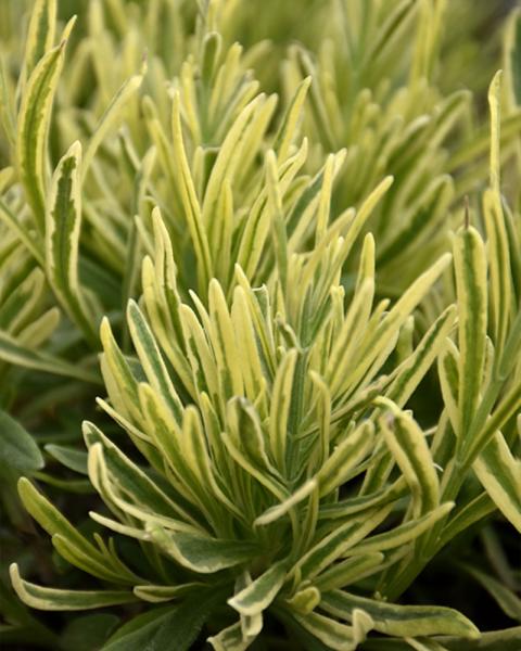 Lavandula 'Platinum Blonde' 1 Gallon