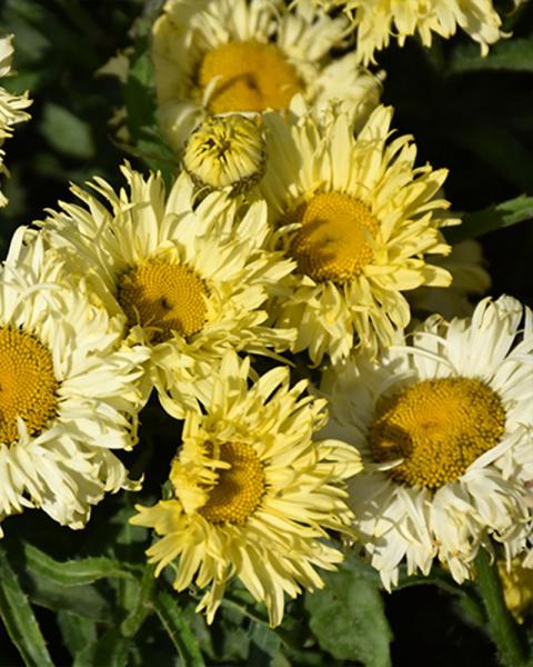 Leucanthemum 'Goldfinch' 1 Gallon