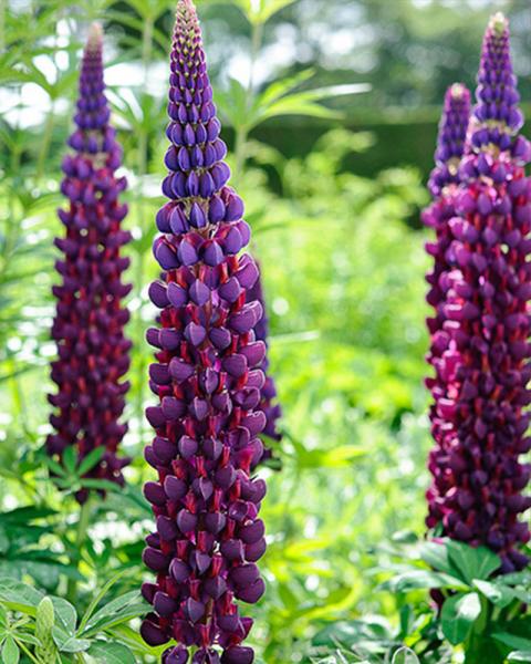 Lupinus Westcountry 'Masterpiece' 1 Gallon