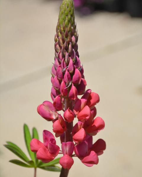 LUPINUS W C RED RUM