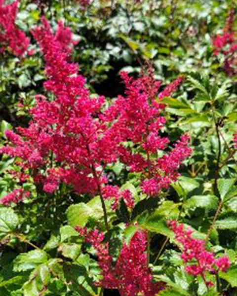 Astilbe 'Younique Ruby Red' 1 Gallon