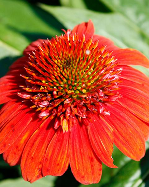 Echinacea Sombrero® 'Fiesta Orange' 1 Gallon