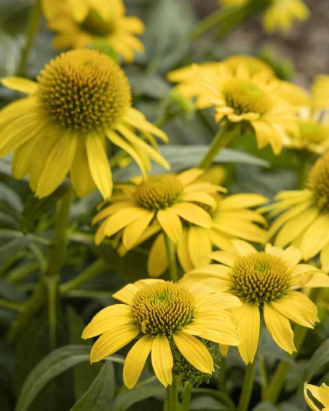 Echinacea Sombrero® 'Lemon Yellow' 1 Gallon