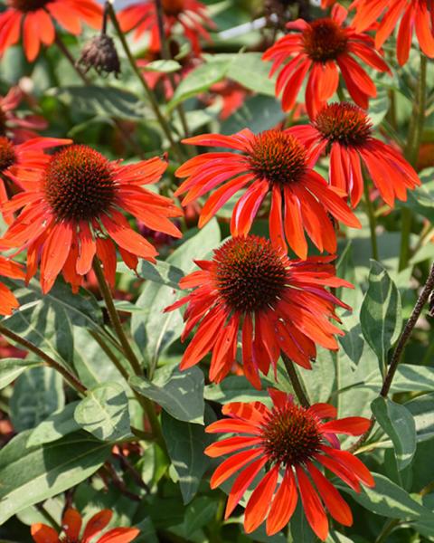 Echinacea Sombrero® 'Sangrita' 1 Gallon