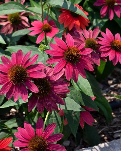 Echinacea Sombrero® 'Tres Amigos' 1 Gallon