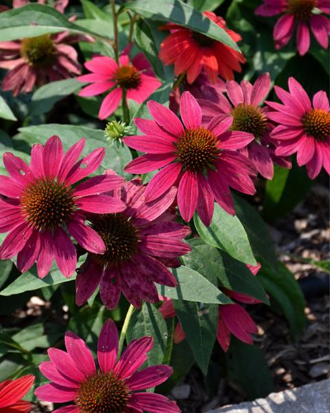 ECHINACEA S TRES AMIGOS