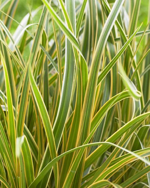 Grass Carex EverColor® 'Everglow' 1 Gallon
