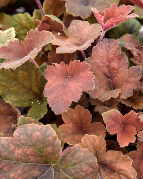 Heucherella 'Pumpkin Spice' 1 Gallon
