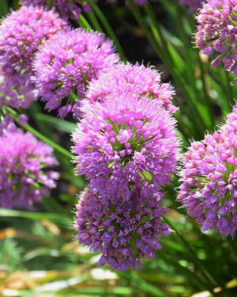 Allium 'Serendipity' 1 Gallon