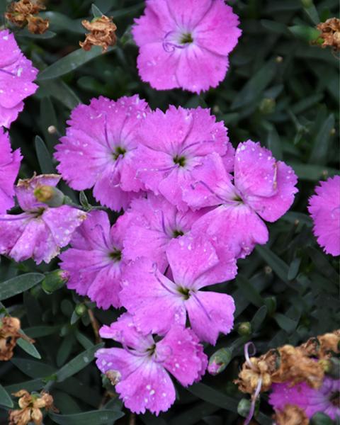 Dianthus 'Paint the Town Fuscia' 1 Gallon