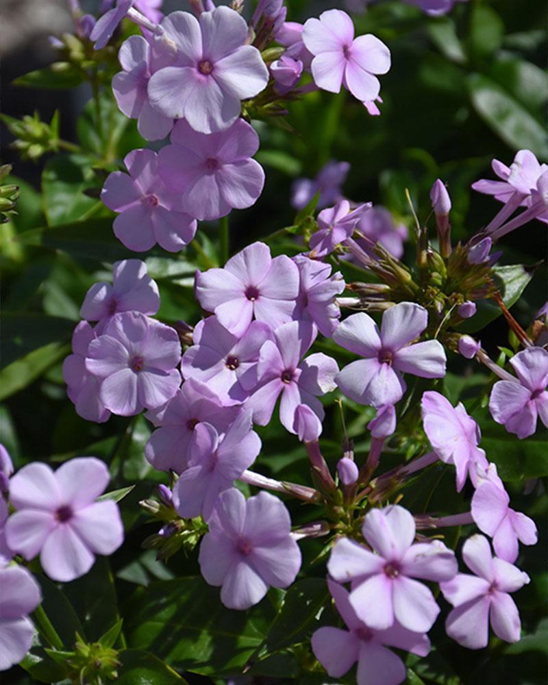 Phlox 'Opening Act Blush' 1 Gallon