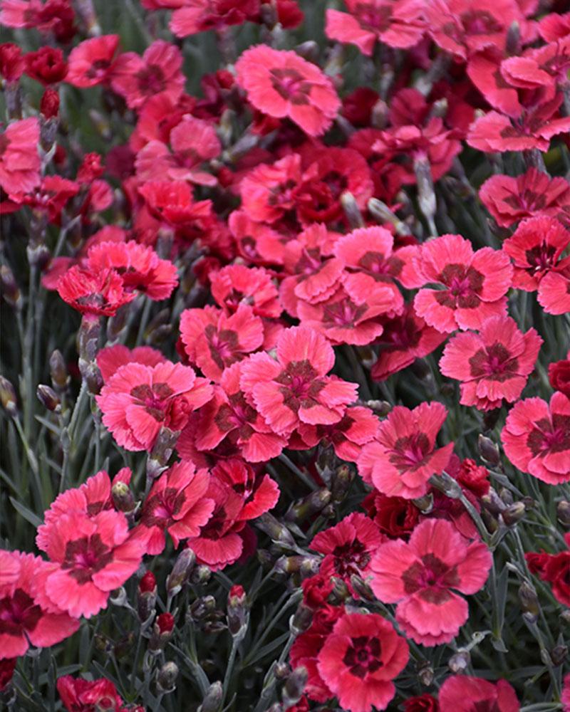 DIANTHUS EASTERN STAR