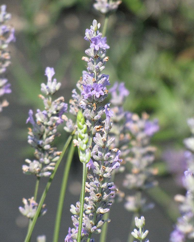 Lavandula 'Provence' 1 Gallon