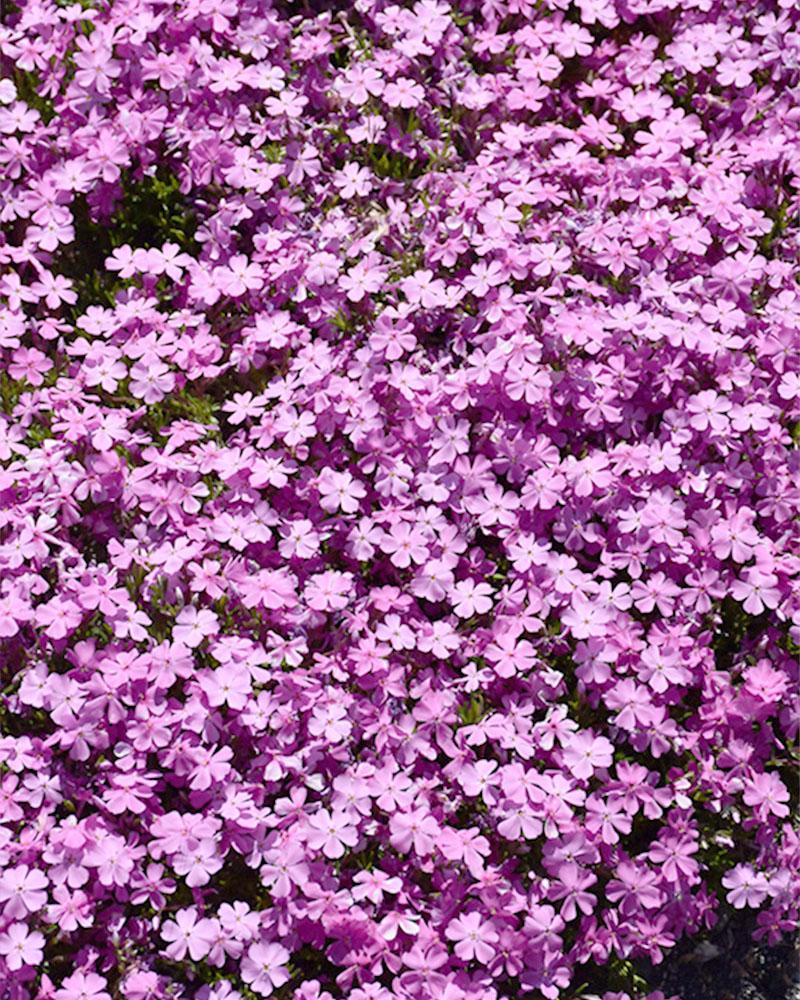 Phlox 'Emerald Pink' 1 Gallon