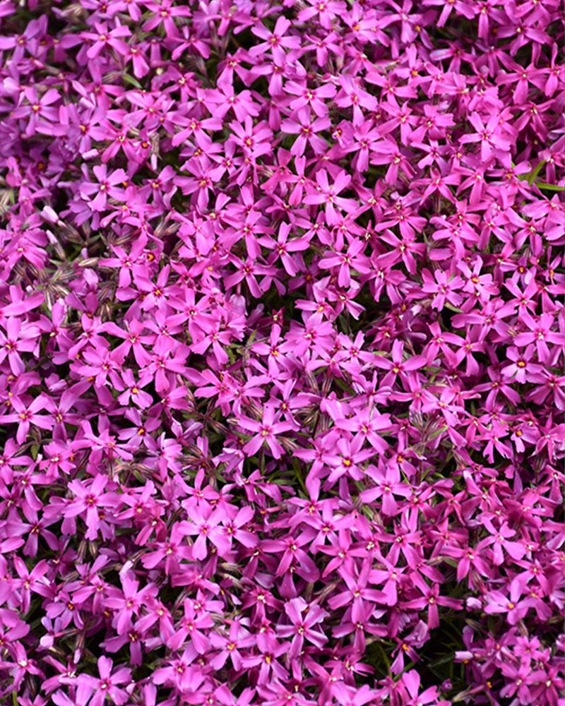 Phlox 'Red Wings' 1 Gallon