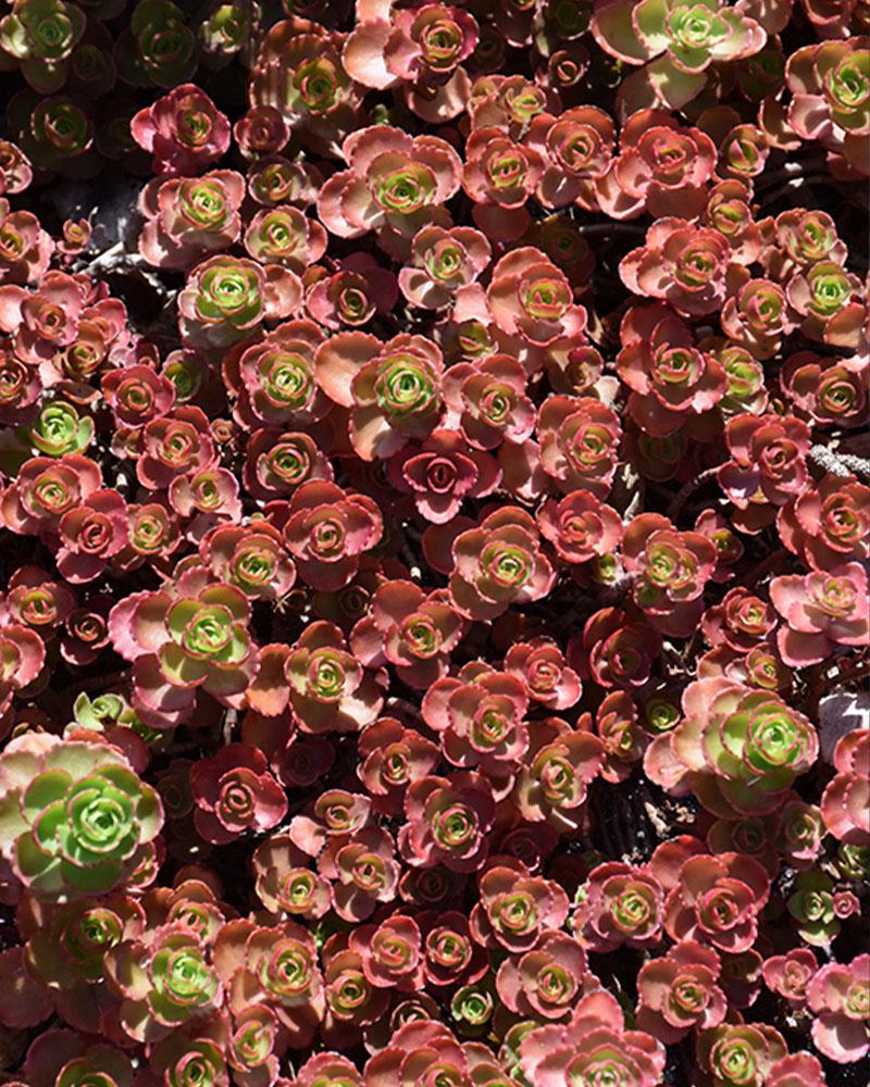 Sedum 'Dragon's Blood' 306 Plant Flat