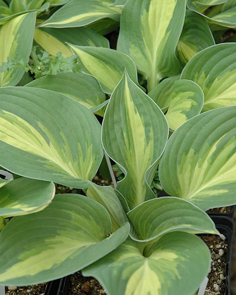 Hosta 'Anna Kulpa' 1 qt