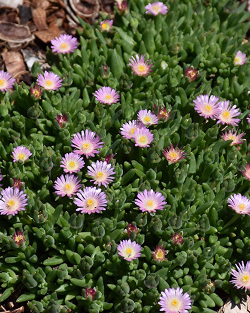 Delosperma 'Jewel Of Desert Rosequartz' 1 Gallon