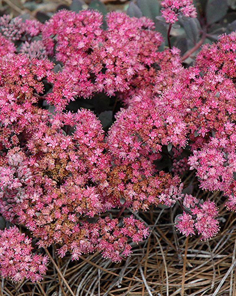 Sedum 'Dazzleberry' 3 Inch